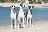 WHIPPET 243
